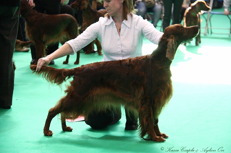 Crufts2011 654.jpg